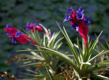 Load image into Gallery viewer, Air Plant, Bromeliad Tillandsia aeranthos x 1
