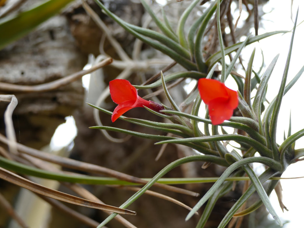 Air Plant, Bromeliad Tillandsia albertiana x 1