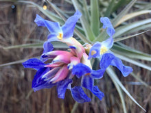 Load image into Gallery viewer, Air Plant, Bromeliad Tillandsia bergeri Clump of 4 plants
