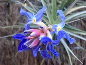 Air Plant, Bromeliad Tillandsia bergeri Clump of 4 plants