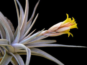 Air Plant, Bromeliad Tillandsia ixioides x 1