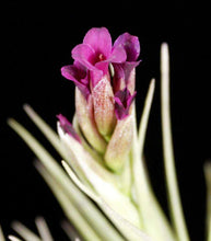 Load image into Gallery viewer, Air Plant, Bromeliad Tillandsia Mystic Albert x 1
