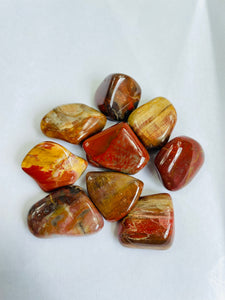 Petrified Wood  'Arizona' Tumbled Stones TB060 x 1