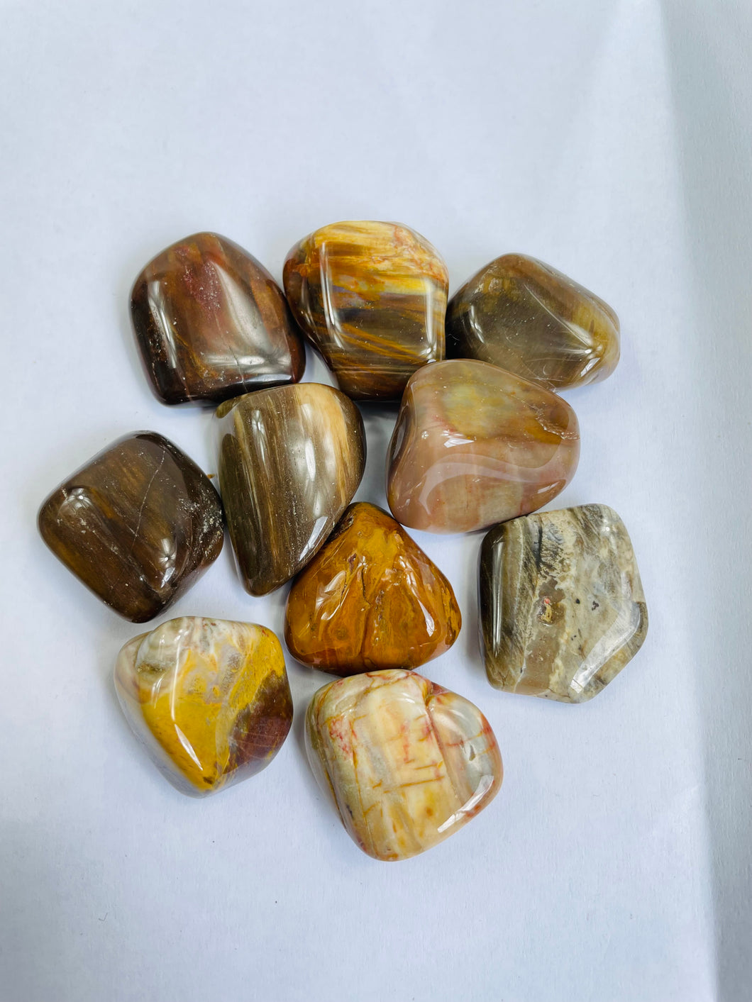 Petrified Wood  'Madagascar' Tumbled Stones TB061 x 1