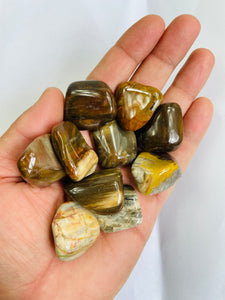 Petrified Wood  'Madagascar' Tumbled Stones TB061 x 1